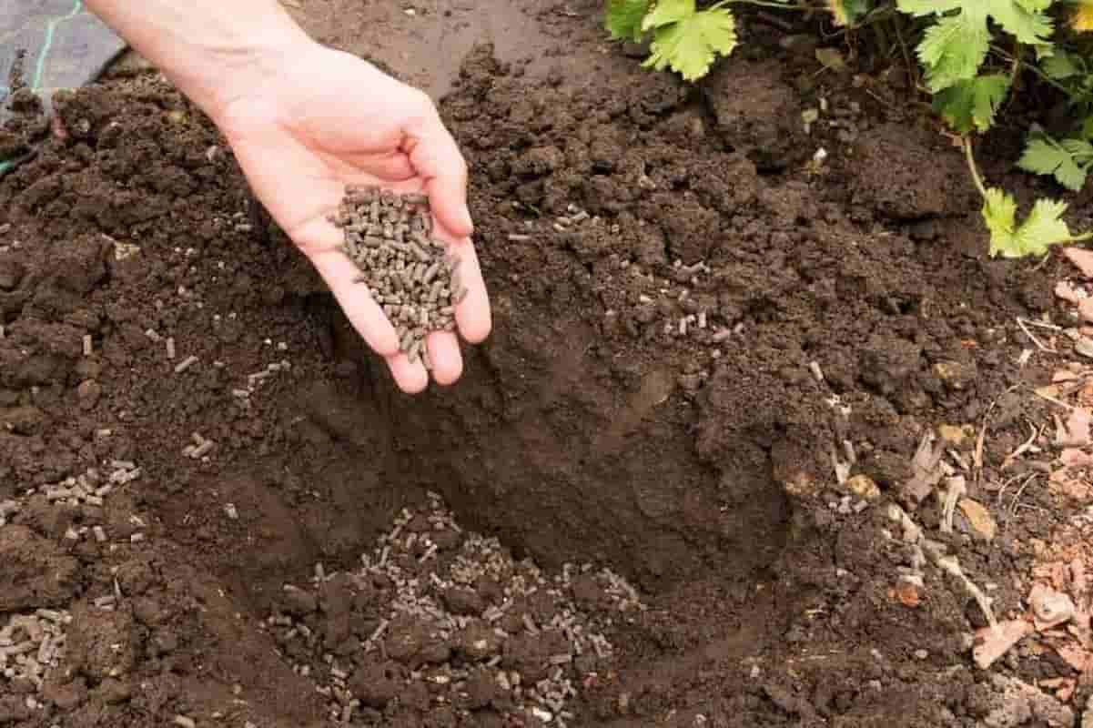 کود مرغی برای خیار با قابلیت اصلاح خاک